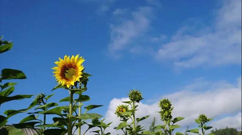 微信图片_20180827112739.jpg 微信图片_20180827112739.jpg