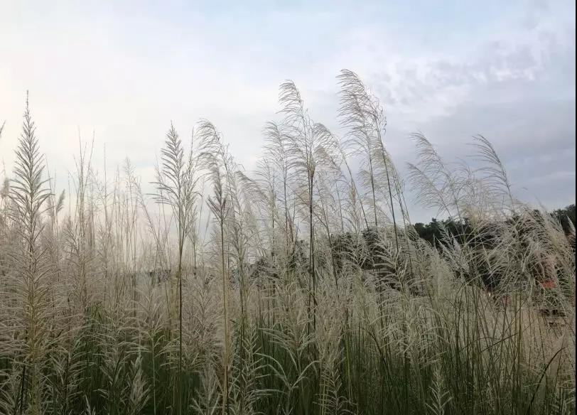 微信图片_20181011151803.jpg 微信图片_20181011151803.jpg